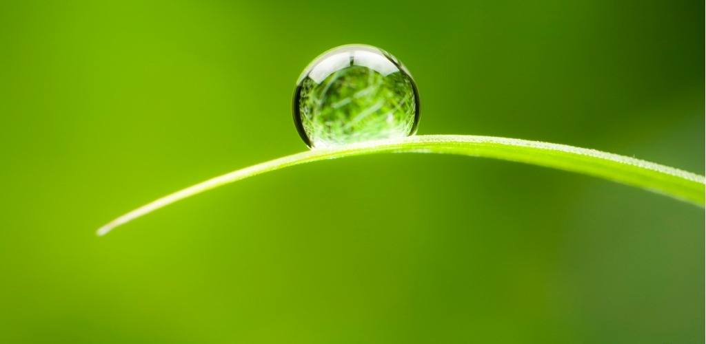 Water drop on a leaf