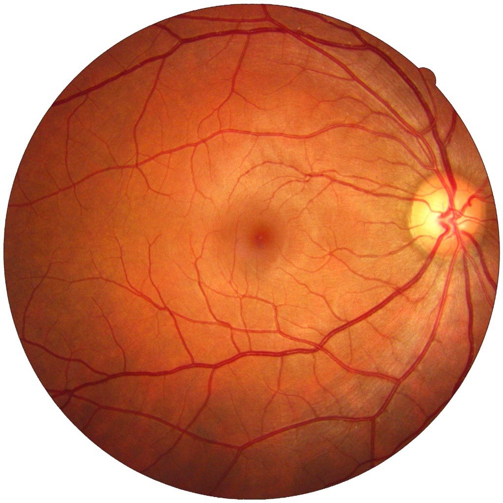 human eye anatomy